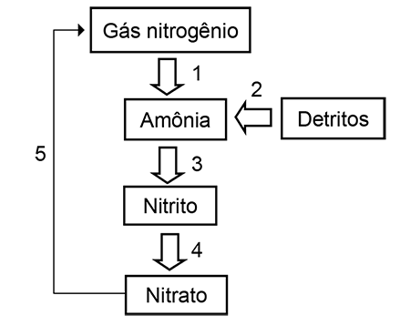 Diagrama do ciclo do nitrogênio. Mostra as etapas: 1 (Gás nitrogênio para Amônia); 2 (Detritos para Amônia); 3 (Amônia para Nitrito); 4 (Nitrito para Nitrato); 5 (Nitrato para Gás nitrogênio).