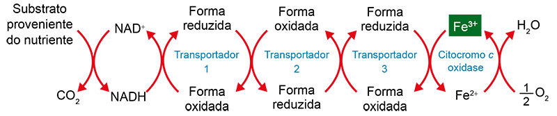 Esquema da cadeia respiratória mostrando o fluxo de elétrons desde a oxidação do NADH até a redução do oxigênio em água, com destaque para a atuação da citocromo c oxidase.