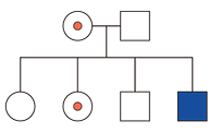Heredograma exibindo o cruzamento entre uma mulher portadora (círculo com ponto vermelho) e um homem não daltônico (quadrado branco). Na linha dos descendentes, há quatro símbolos: um círculo branco, um círculo com ponto vermelho, um quadrado branco e um quadrado azul.