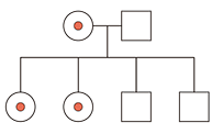Heredograma exibindo o cruzamento entre uma mulher portadora (círculo com ponto vermelho) e um homem não daltônico (quadrado branco). Na linha dos descendentes, há quatro símbolos: dois círculos com ponto vermelho e dois quadrados brancos.