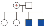 Heredograma exibindo o cruzamento entre uma mulher portadora (círculo com ponto vermelho) e um homem não daltônico (quadrado branco). Na linha dos descendentes, há quatro símbolos: dois círculos brancos e dois quadrados azuis.