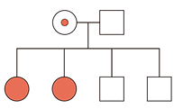 Heredograma exibindo o cruzamento entre uma mulher portadora (círculo com ponto vermelho) e um homem não daltônico (quadrado branco). Na linha dos descendentes, há quatro símbolos: dois círculos vermelhos e dois quadrados brancos.
