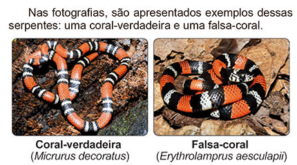 Duas fotografias dispostas lado a lado mostrando serpentes com padrões de anéis coloridos ao longo do corpo. Na fotografia da esquerda, há uma serpente enrolada sobre folhas secas, com anéis pretos, vermelhos e brancos. Abaixo dela está o texto 'Coral-verdadeira (Micrurus decoratus)'. Na fotografia da direita, há outra serpente enrolada sobre folhas e pequenos galhos, apresentando um padrão quase idêntico de anéis vermelhos, pretos e brancos. Abaixo dela está o texto 'Falsa-coral (Erythrolamprus aesculapii)'.