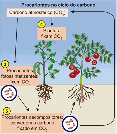 Quadro intitulado 'Procariontes no ciclo do carbono'. Exibe o fluxo do Carbono atmosférico (CO2). Na etapa numerada como 4, 'Plantas' fixam CO2. Na etapa numerada como 3, 'Procariontes fotossintetizantes' também fixam CO2. A matéria orgânica gerada serve de base para a etapa numerada como 5, onde 'Procariontes decompositores' convertem o carbono fixado novamente em CO2, retornando-o à atmosfera.