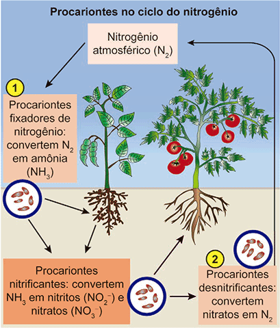 Quadro intitulado 'Procariontes no ciclo do nitrogênio'. Exibe o fluxo do Nitrogênio atmosférico (N2). Na etapa numerada como 1, 'Procariontes fixadores de nitrogênio' convertem N2 em amônia (NH3). A amônia sofre ação de 'Procariontes nitrificantes', que a convertem em nitritos (NO2-) e nitratos (NO3-). Na etapa numerada como 2, 'Procariontes desnitrificantes' convertem nitratos novamente em N2, retornando à atmosfera.