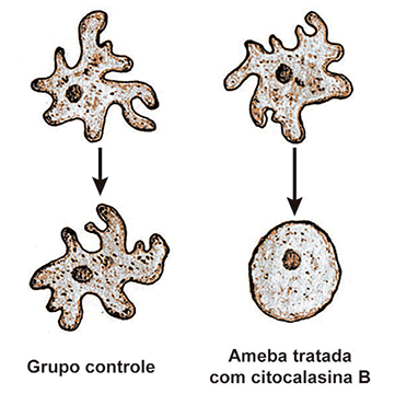 Esquema ilustrativo mostrando dois grupos de amebas. Na parte superior, há duas amebas com formato irregular, exibindo vários prolongamentos (pseudópodes). Setas apontam para baixo indicando o desfecho de cada grupo. A seta da esquerda leva à legenda 'Grupo controle', mostrando uma ameba que manteve seu formato irregular e seus pseudópodes. A seta da direita leva à legenda 'Ameba tratada com citocalasina B', mostrando uma célula que perdeu totalmente seus prolongamentos, assumindo um formato perfeitamente esférico e retraído.