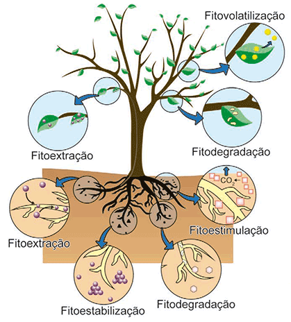 Ilustração esquemática de uma árvore demonstrando onde ocorrem os diferentes processos de fitorremediação. Setas azuis indicam a dinâmica dos contaminantes. Na parte aérea (folhas e galhos), estão apontadas a Fitovolatilização (liberação de substâncias para o ar), Fitodegradação (quebra de moléculas nas folhas) e Fitoextração (acúmulo de contaminantes nas folhas). Na parte subterrânea (raízes e solo), estão representadas a Fitoextração (absorção pelas raízes), Fitoestabilização (imobilização de contaminantes no solo ao redor das raízes), Fitodegradação (quebra de moléculas nas raízes) e Fitoestimulação (interação com microrganismos do solo).