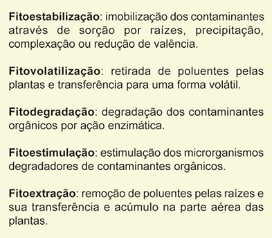 Quadro com fundo verde claro contendo as definições em texto dos processos de fitorremediação. Fitoestabilização: imobilização dos contaminantes através de sorção por raízes, precipitação, complexação ou redução de valência. Fitovolatilização: retirada de poluentes pelas plantas e transferência para uma forma volátil. Fitodegradação: degradação dos contaminantes orgânicos por ação enzimática. Fitoestimulação: estimulação dos microrganismos degradadores de contaminantes orgânicos. Fitoextração: remoção de poluentes pelas raízes e sua transferência e acúmulo na parte aérea das plantas.
