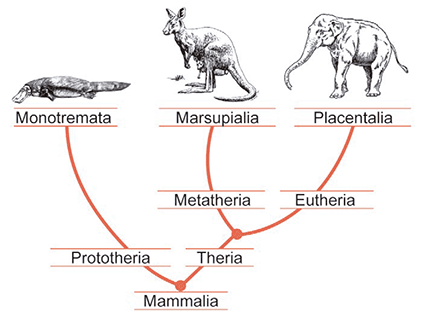 Cladograma ilustrando a evolução dos mamíferos. A raiz inferior, denominada 'Mammalia', ramifica-se em dois grandes grupos: 'Prototheria' à esquerda e 'Theria' à direita. O ramo 'Prototheria' estende-se e dá origem ao grupo 'Monotremata', ilustrado acima com o desenho de um ornitorrinco. O ramo 'Theria', por sua vez, bifurca-se em dois novos subgrupos: 'Metatheria' à esquerda e 'Eutheria' à direita. O ramo 'Metatheria' dá origem ao grupo 'Marsupialia', ilustrado com o desenho de um canguru. O ramo 'Eutheria' dá origem ao grupo 'Placentalia', ilustrado com o desenho de um elefante.