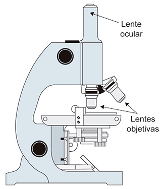 Ilustração de um microscópio óptico em perfil. Possui duas setas indicando suas partes principais para a questão: a primeira seta aponta para a extremidade superior do tubo, identificada como 'Lente ocular'; a segunda seta aponta para o revólver giratório logo acima da platina, onde estão fixadas as 'Lentes objetivas'.