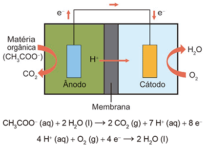 Esquema visual de uma Célula a Combustível Microbiana (CCM) formada por duas câmaras adjacentes (Ânodo à esquerda e Cátodo à direita) separadas por uma membrana central. No Ânodo, há a entrada de Matéria orgânica (CH3COO-) e saída de CO2. Os elétrons (e-) gerados no ânodo sobem e fluem por um fio externo em direção ao cátodo, enquanto íons H+ migram através da membrana para o cátodo. No Cátodo, ocorre a entrada de O2 e saída de H2O. Abaixo do desenho, são apresentadas as duas semirreações químicas do processo: 1) CH3COO- (aq) + 2 H2O (l) formando 2 CO2 (g) + 7 H+ (aq) + 8 e-; 2) 4 H+ (aq) + O2 (g) + 4 e- formando 2 H2O (l).
