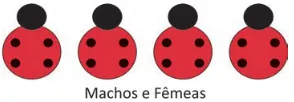 Quatro insetos, todos com 4 pintas e sem linha central.