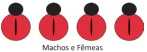 Quatro insetos, todos sem pintas e com linha central.