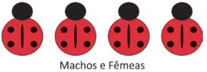 Quatro insetos, todos com 4 pintas e com linha central.