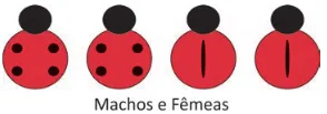 Quatro insetos: os dois primeiros com 4 pintas (sem linha) e os dois seguintes sem pintas (com linha).