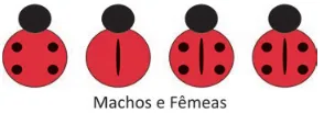 Quatro insetos: o primeiro com 4 pintas (sem linha), o segundo sem pintas (com linha), e o terceiro e quarto com 3 pintas (com linha).