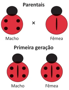 Esquema mostrando o cruzamento de insetos. Na seção 'Parentais', o Macho possui coloração vermelha com 4 pintas (2 de cada lado) e SEM linha central. A Fêmea possui coloração vermelha SEM pintas e COM uma linha preta central longitudinal. Na seção 'Primeira geração', o resultado do cruzamento é exibido: um Macho e uma Fêmea, ambos com exatamente 2 pintas (1 de cada lado) e COM a linha central preta.
