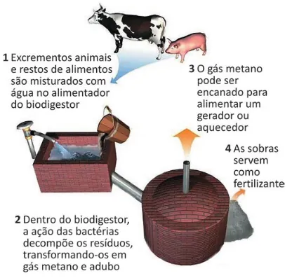 Esquema ilustrando o processo de biodigestão. Acima, imagens de uma vaca e um porco. Setas indicam o fluxo para as etapas enumeradas: 1 - 'Excrementos animais e restos de alimentos são misturados com água no alimentador do biodigestor', mostrando um tanque retangular onde ocorre a mistura. 2 - 'Dentro do biodigestor, a ação das bactérias decompõe os resíduos, transformando-os em gás metano e adubo', mostrando a mistura indo para uma cúpula fechada (biodigestor). 3 - 'O gás metano pode ser encanado para alimentar um gerador ou aquecedor', com uma seta apontando para a saída superior do gás. 4 - 'As sobras servem como fertilizante', indicando o material sólido/líquido que sobra após o processo sendo retirado do biodigestor.