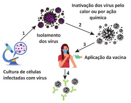 Esquema ilustrativo numerado das etapas de fabricação e ação de uma vacina. Inicia-se na 'Cultura de células infectadas com vírus'. A seta 1 aponta para o 'Isolamento dos vírus', representado por um microscópio analisando amostras. A seta 2 leva à 'Inativação dos vírus pelo calor ou por ação química', mostrando partículas virais modificadas. A seta 3 indica a 'Aplicação da vacina', ilustrada por uma pessoa recebendo uma injeção no braço. A seta 4 aponta do braço da pessoa para uma representação microscópica interna, onde os vírus invasores estão sendo cercados e neutralizados por moléculas em formato de 'Y' (anticorpos).